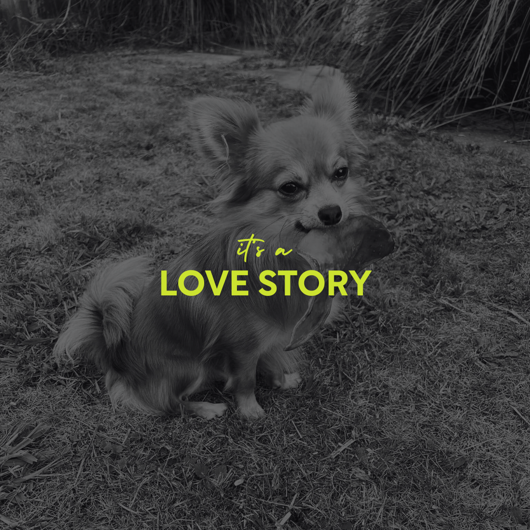 The Day Ellie Met Frank: A Chihuahua Love Story | POMCHU